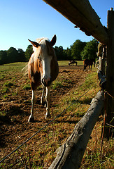 Image showing Horse in Denmark