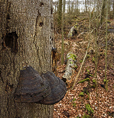 Image showing Tree fungus