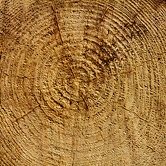 Image showing Wood years circles