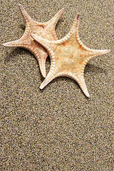 Image showing Two Starfish