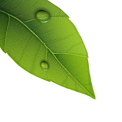 Image showing Green leaf with water droplets, closeup vector illustration.