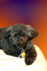 Image showing Black Poodle