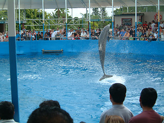 Image showing dolphin in action