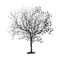 Image showing Tree silhouette. The trunk and leaves in separate layers. Vector