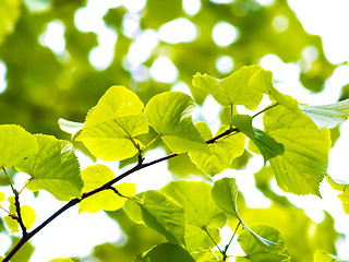 Image showing European aspen tree