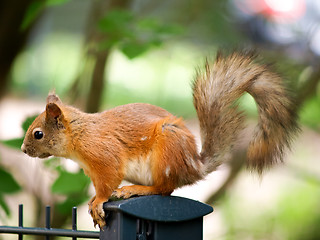 Image showing Squirrel and fury tale