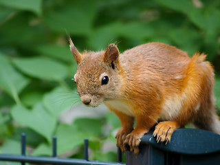 Image showing Squirrel on a fence