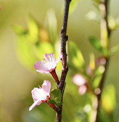 Image showing Cherry blossoms