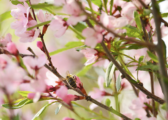 Image showing A bee gathers pollen