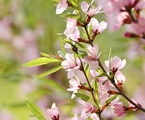 Image showing Pink flowers of cherry