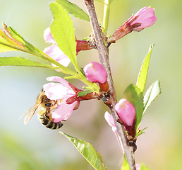 Image showing A bee gathers pollen