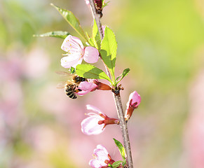 Image showing cherry flower