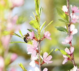 Image showing A bee gathers pollen