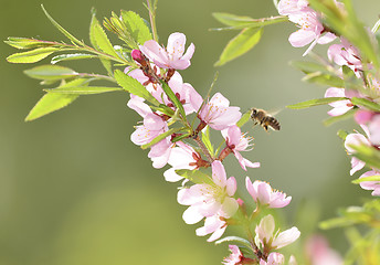 Image showing A bee gathers pollen from 