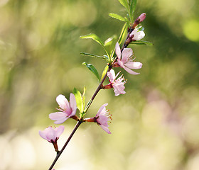 Image showing Pink cherry