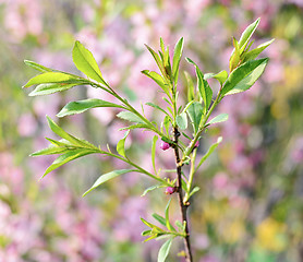 Image showing Pink  buds of cherry