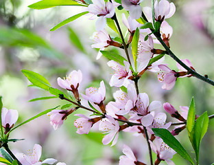 Image showing Cherry blossoms