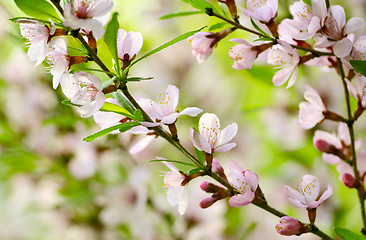 Image showing Sakura