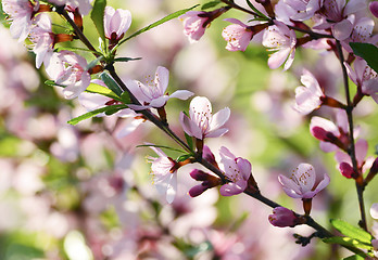 Image showing Sakura