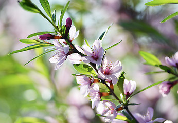 Image showing Sakura