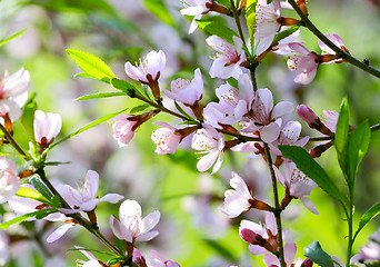 Image showing Sakura