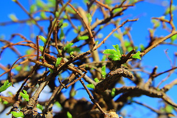 Image showing bonsai tree coming back to life