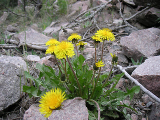 Image showing Dandelion