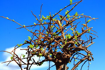 Image showing bonsai tree