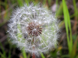 Image showing Seed ball