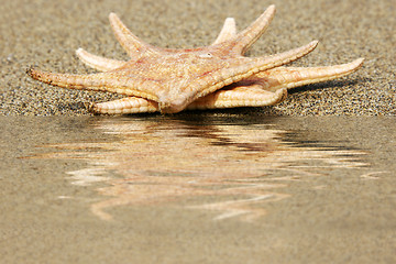 Image showing Starfish Reflected