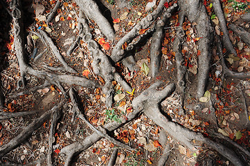 Image showing Root of tree