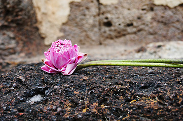 Image showing Lotus flower for prayer in the Historical Park of Sukhothai