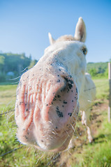 Image showing funny white horse portrait