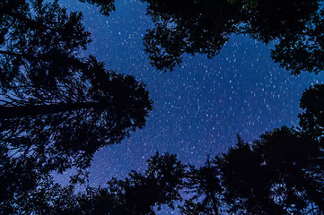 Image showing evergreen trees with stars