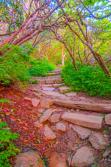 Image showing Craggy Garden Trail