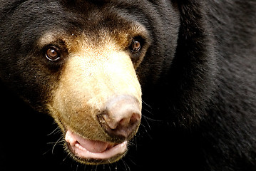 Image showing Black Bear