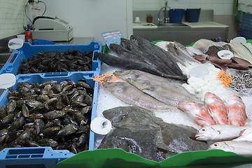 Image showing Fresh seafood fish krivetki, mussels on ice.