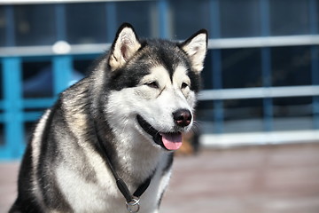 Image showing Siberian huskie