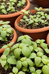 Image showing Potted Basil Plants
