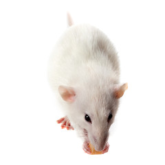 Image showing Fancy rat eating piece of cheese