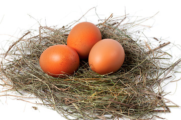 Image showing Chicken eggs in nest