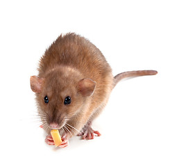 Image showing Fancy rat (Rattus norvegicus) eating piece of cheese