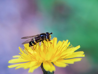 Image showing Bee on dandelion