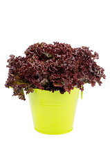 Image showing Lollo Rosso Lettuce