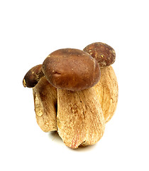 Image showing Porcini Mushrooms