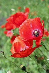 Image showing beautiful wild poppies