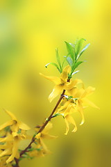 Image showing blossoms of forsythia on small twig