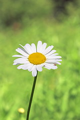 Image showing closeup of wild daisy