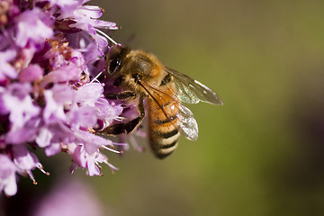 Image showing pollination