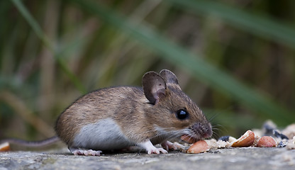 Image showing wood mouse